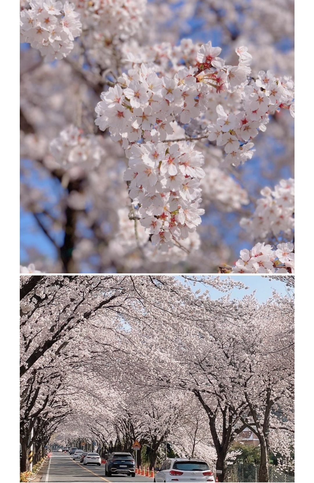 전국 벚꽃 명소 벚꽃길 핫플레이스 10곳 추천