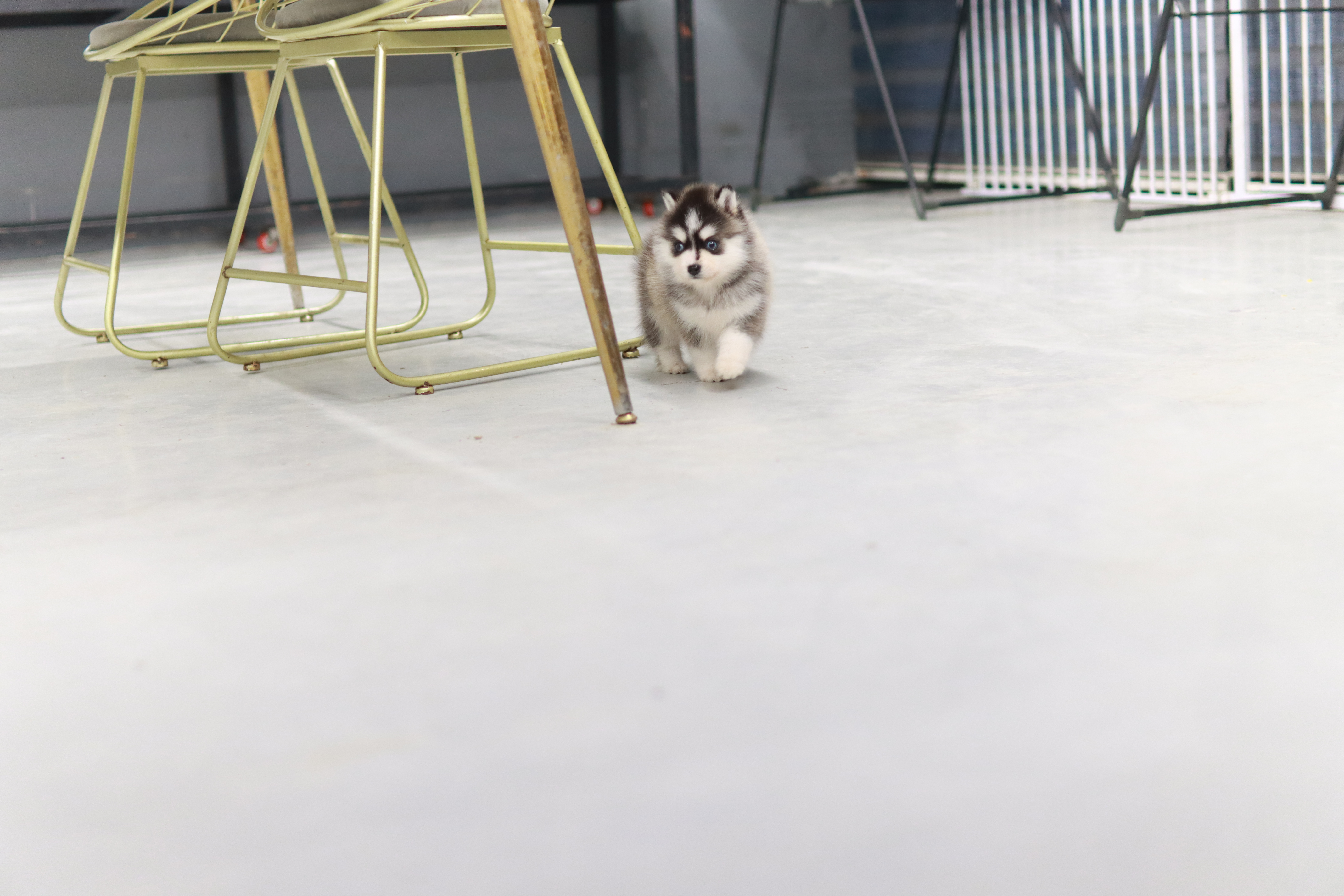 폼스키분양 전문 분양가격