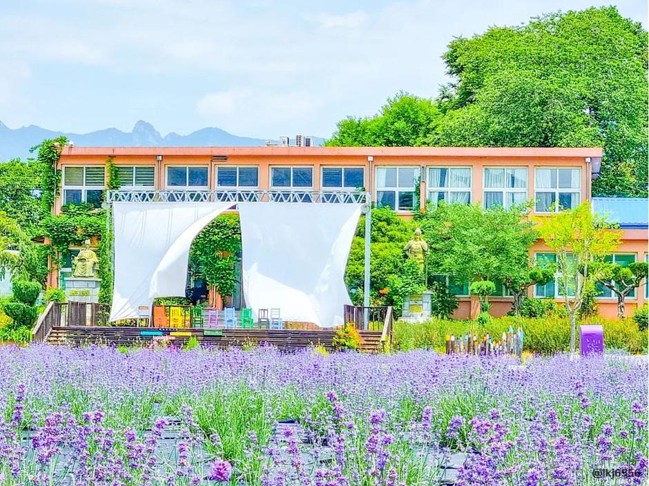 라벤더 명소 개화시기 꽃말