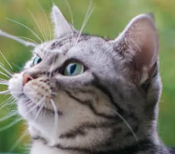 고양이 몸에서 들리는 소리로 알 수 있는 병