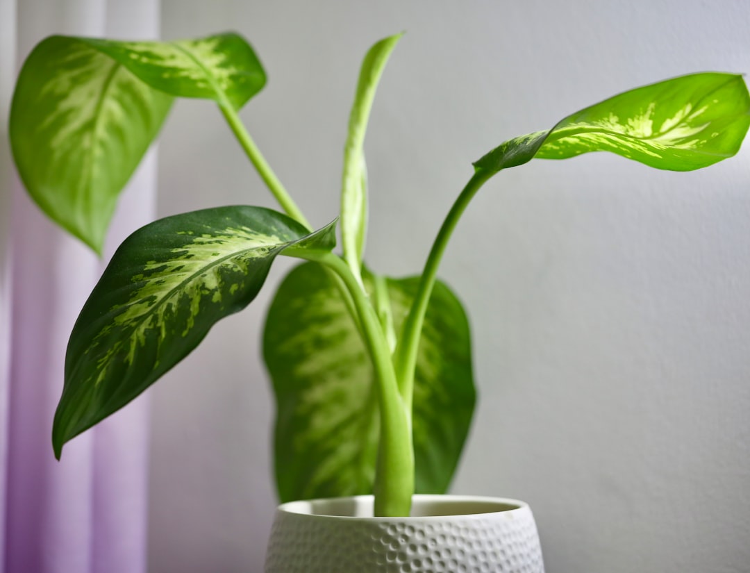 Dieffenbachia