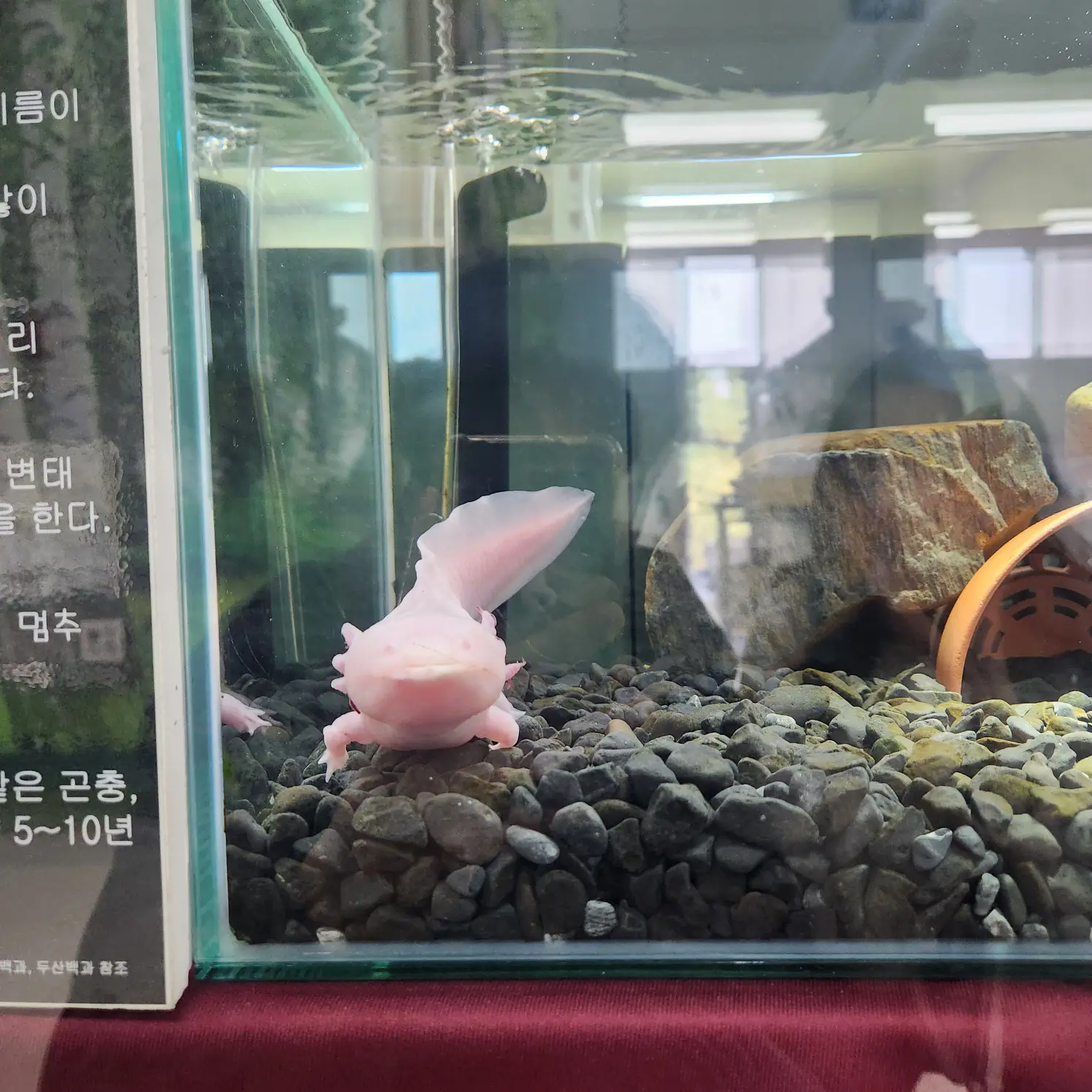 도롱뇽-정면-모습