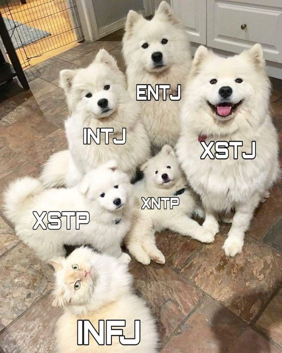 MBTI별 직업 및 유형 특징 7