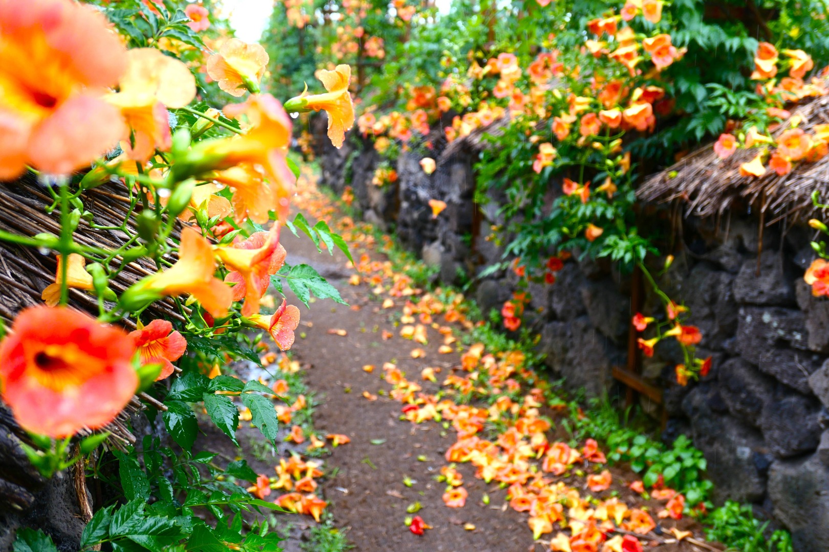 비체올린 능소화축제