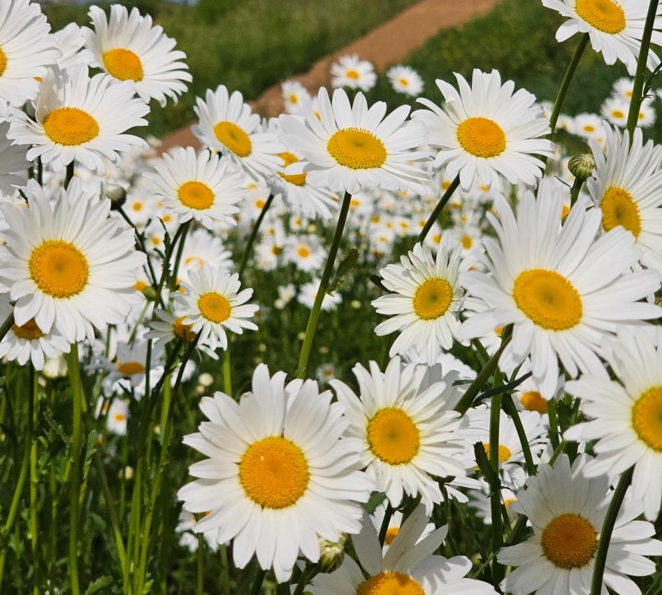오늘N 대한민국보물정원 샤스타데이지정원 샤스타데이지
