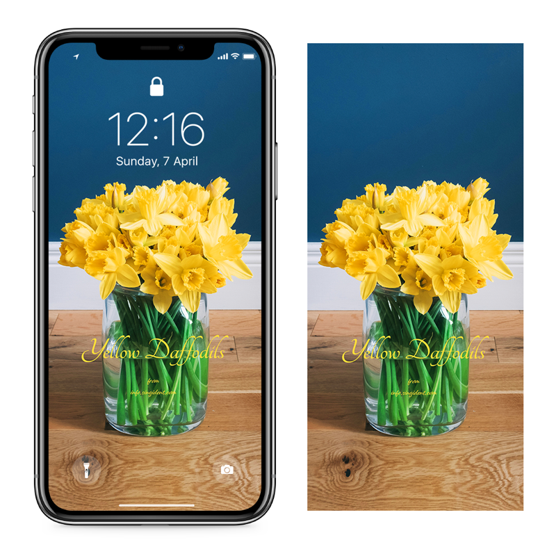 03 노란색 수선화 남색배경 C - Yellow Daffodils 아이폰봄배경화면