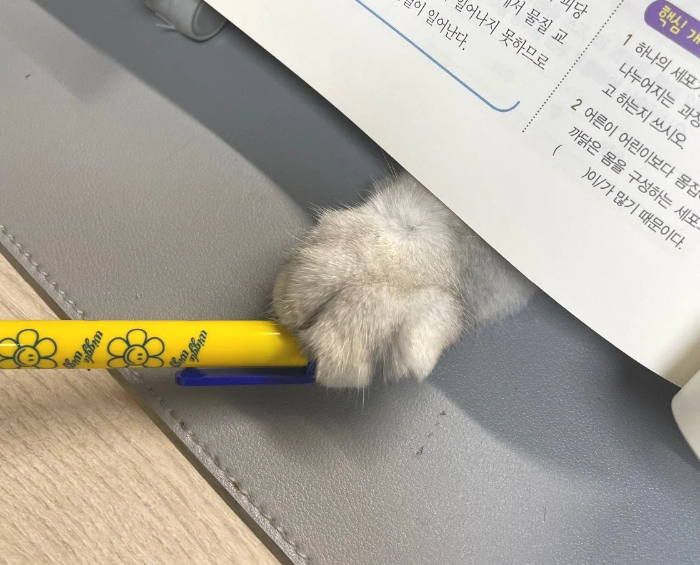 고양이 손·발톱 관리 기초