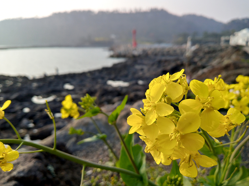 올레8코스 대평포구 유채꽃