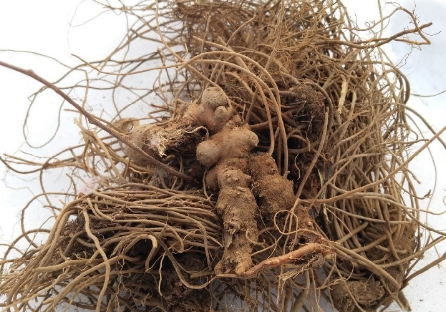 야생에서 채취를 한 삽주의 뿌리를 흙만 대략 털어낸 후에 하얀 바닥 위에 잔뿌리가 많이 있는 채로 놓아두고 찍은 사진