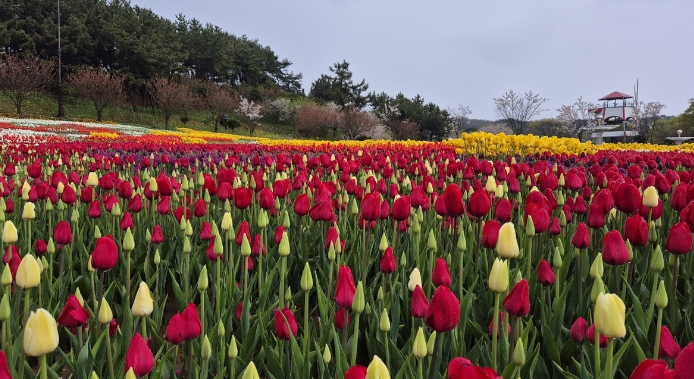 태안 튤립축제