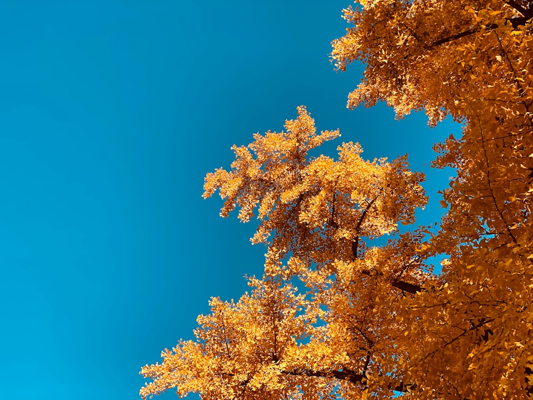 Ginkgo.