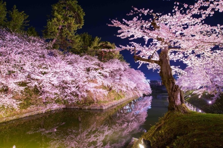 2024 일본벚꽃 개화시기 만개 예상일 : 오사카&amp;#44; 후쿠오카&amp;#44; 나고야 여행코스