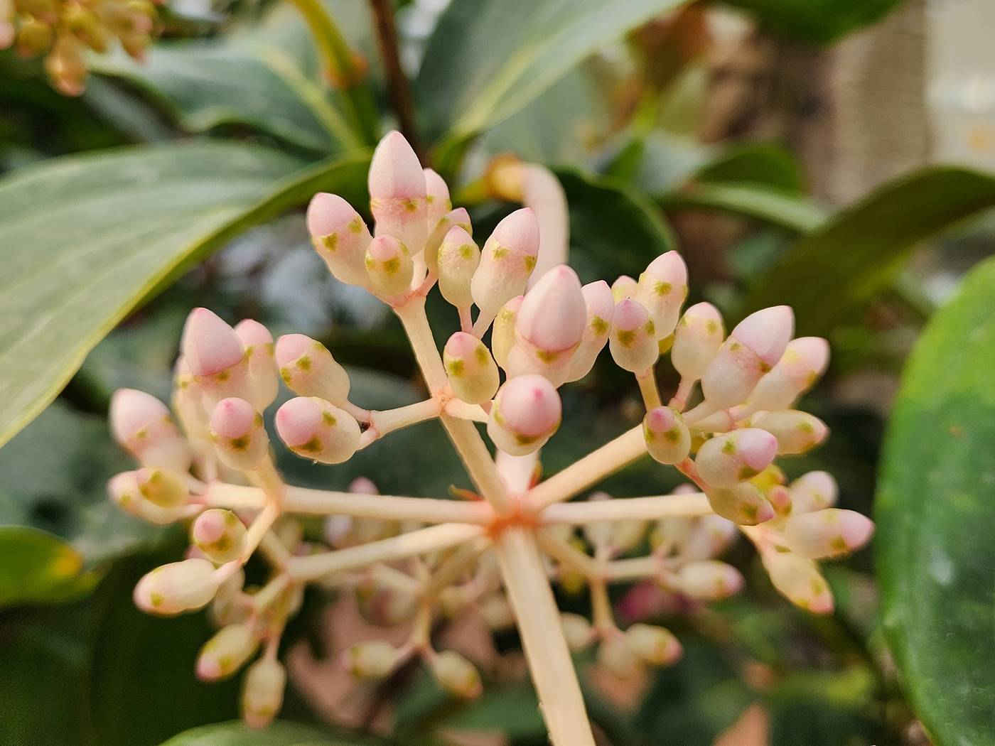 메디닐라 마그니피카