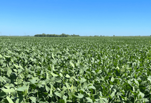 메주콩 심는 시기 (파종시기) 심는 방법 (재배 법) 및 수확 시기 알아보기