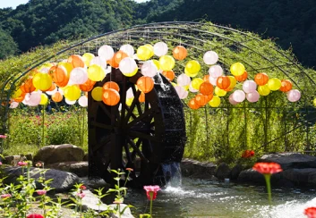평창 백일홍 축제 2024: 축제 일정&amp;#44; 입장료&amp;#44; 찾아가는 길&amp;#44;주변 맛집 소개
