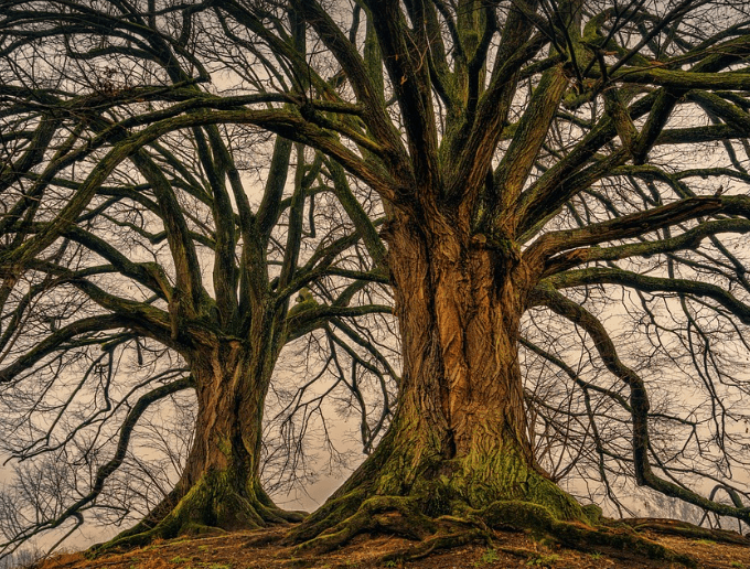 나무 꿈해몽 풀이