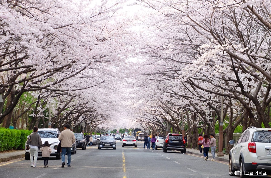 부산벚꽃사진