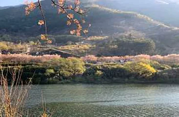 섬진강벚꽃길