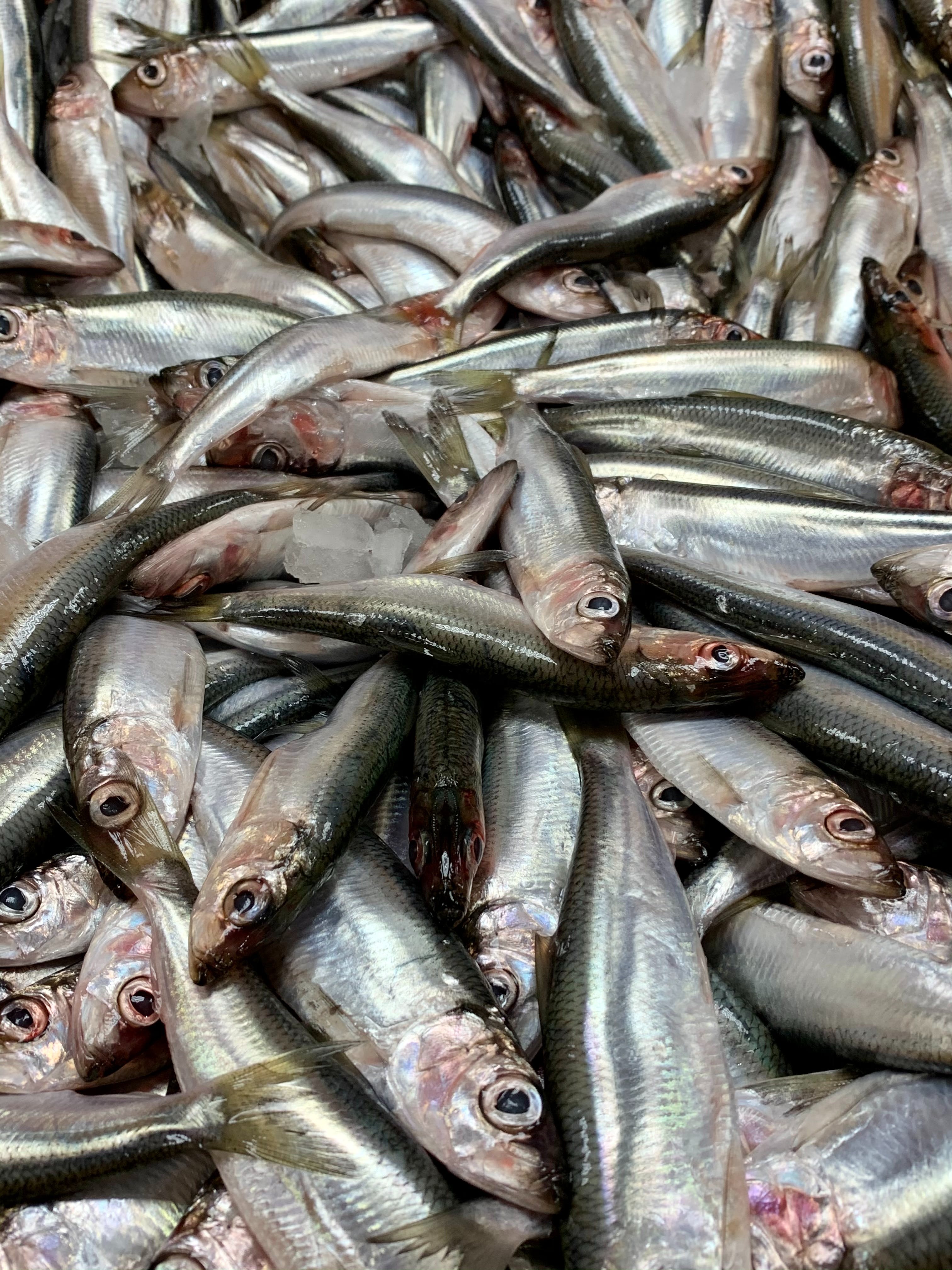 멸치