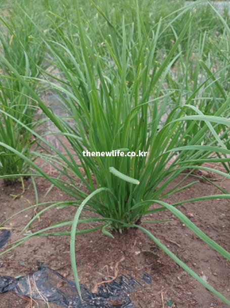 탄수화물을 에너지로 변환시켜 활력을 불어넣는 부추의 알리신 성분 관련 근접 실사진