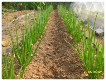 쪽파 재배 분구 관리 유기 자재 활용 친환경 방제_2