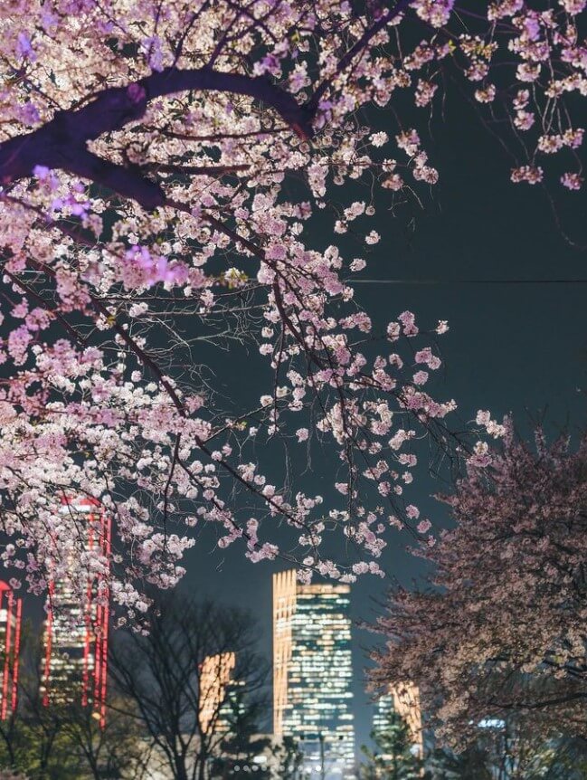 2024 전국 벚꽃 명소 추천