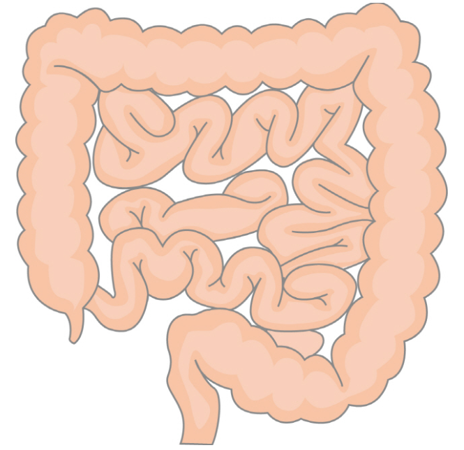 쾌변약-변비약-효능