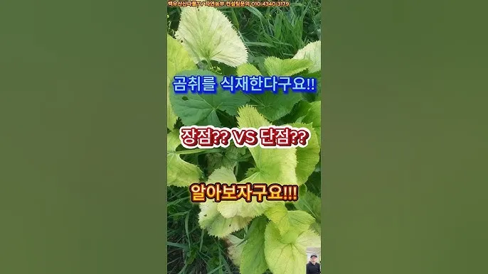 곰취 재배 상토 선택 통풍 관리 병충해 예방_8