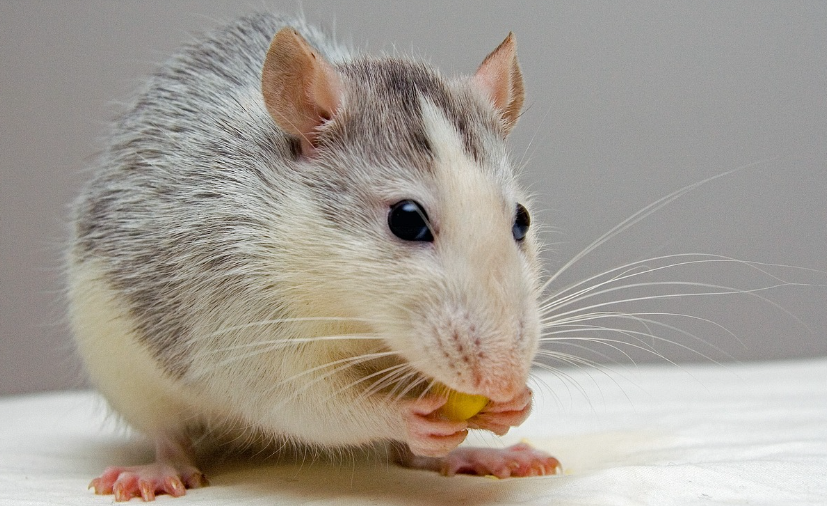 2023년 쥐띠 운세