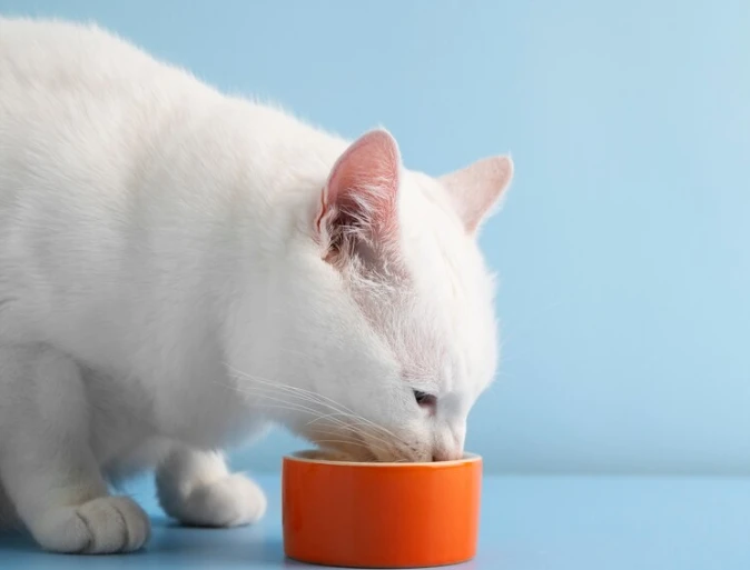 우리집 댕댕이, 냥냥이 간식에 30개월 이상 미국산 소고기! 안전할까?