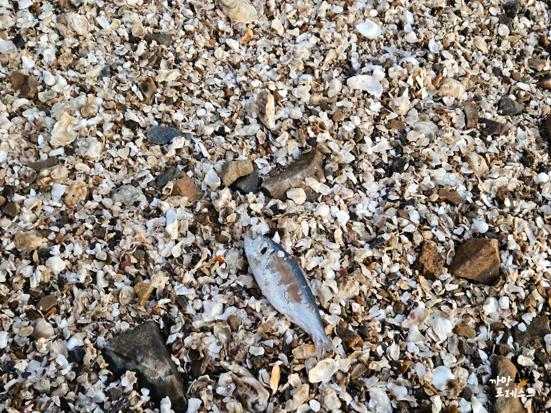 안산 구봉도 낙조 전망대 물고기