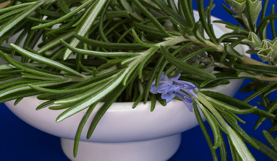 로즈마리 효능은 건강에 많은 도움을 준다