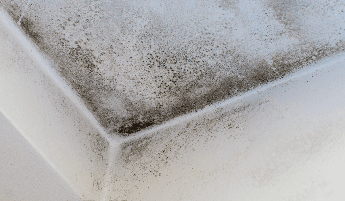 베란다_곰팡이_제거법_12