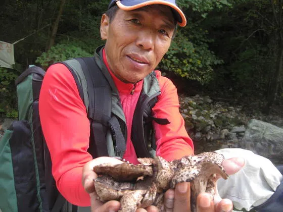 능이버섯 채취시기 산행 정보를 정리_3