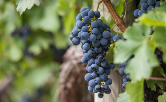 포도! 신선함 유지하는 보관법으로 마지막 한 알까지 맛있게 즐기기