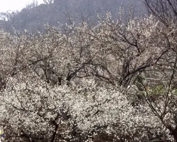 광양 매화축제_10