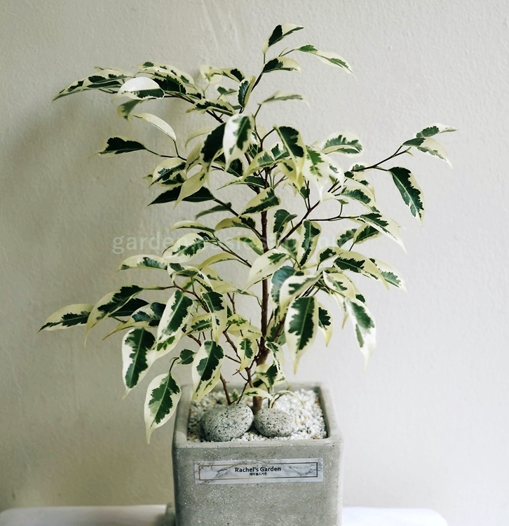 무늬 벤자민 고무나무