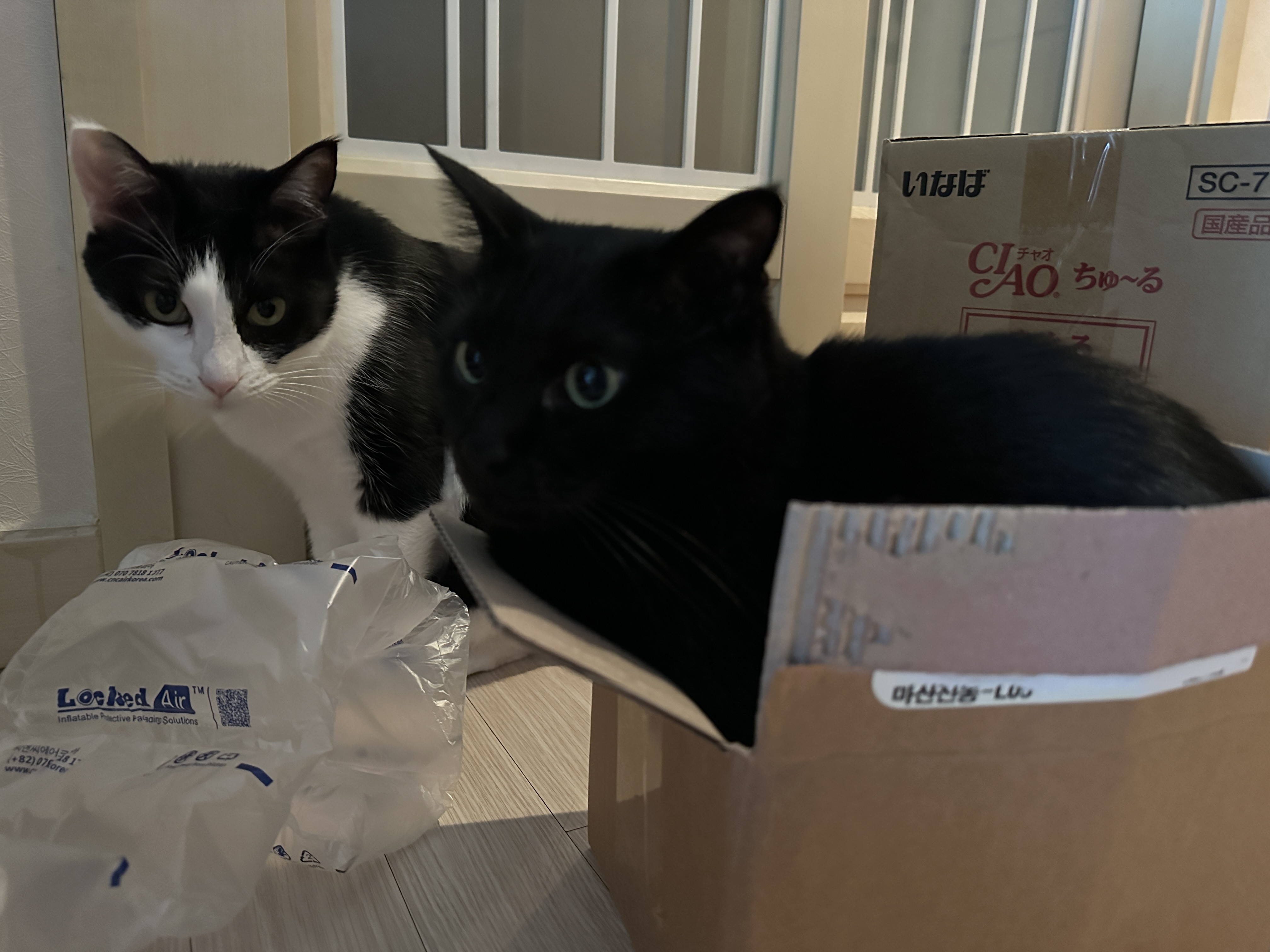 투슬리스 닮은 건이의 박스사랑. 특히 몸에 꼭 끼는 박스! (feat. 이번 포스팅의 뽀인트는 건이의 미모)