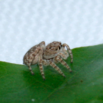 점프하는 애완 거미, 점프링 스파이더 키우는 법