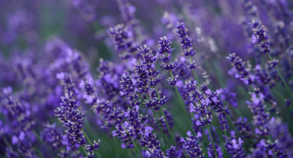 lavender