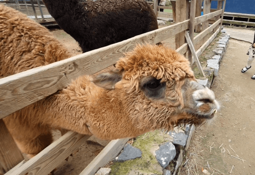실외동물원-알파카