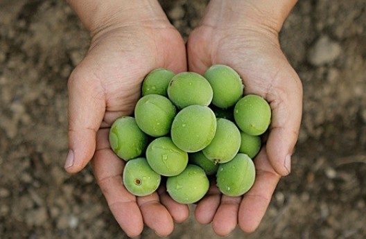 매실액기스-효능
