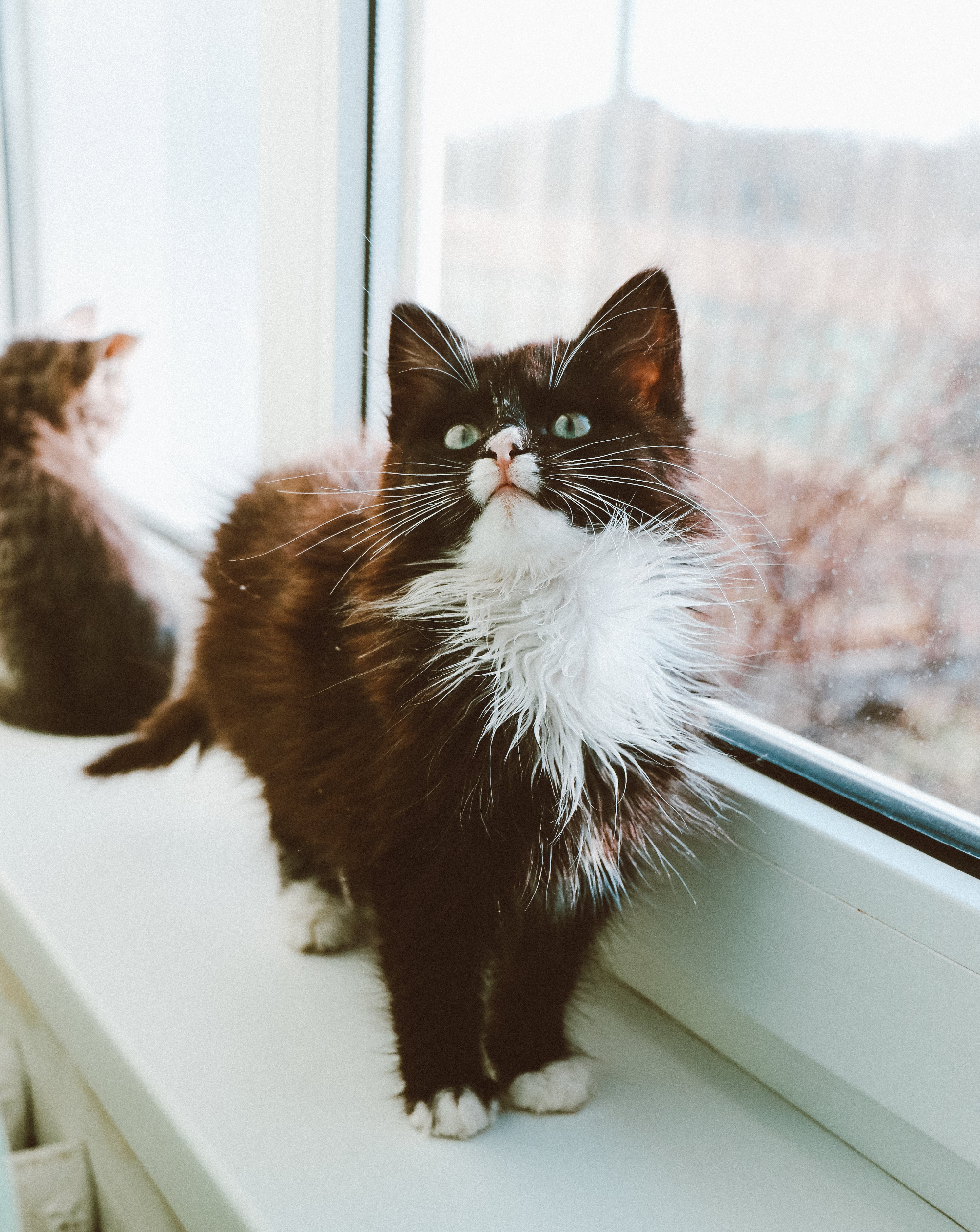 노르웨이숲 블랙앤화이트