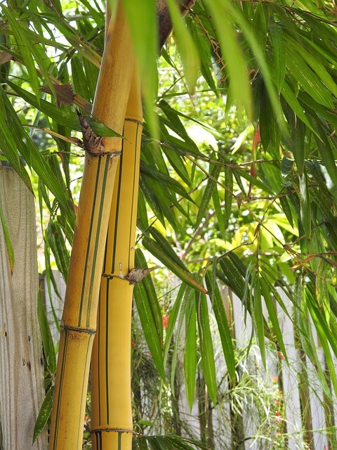 대나무-보는-꿈-해몽