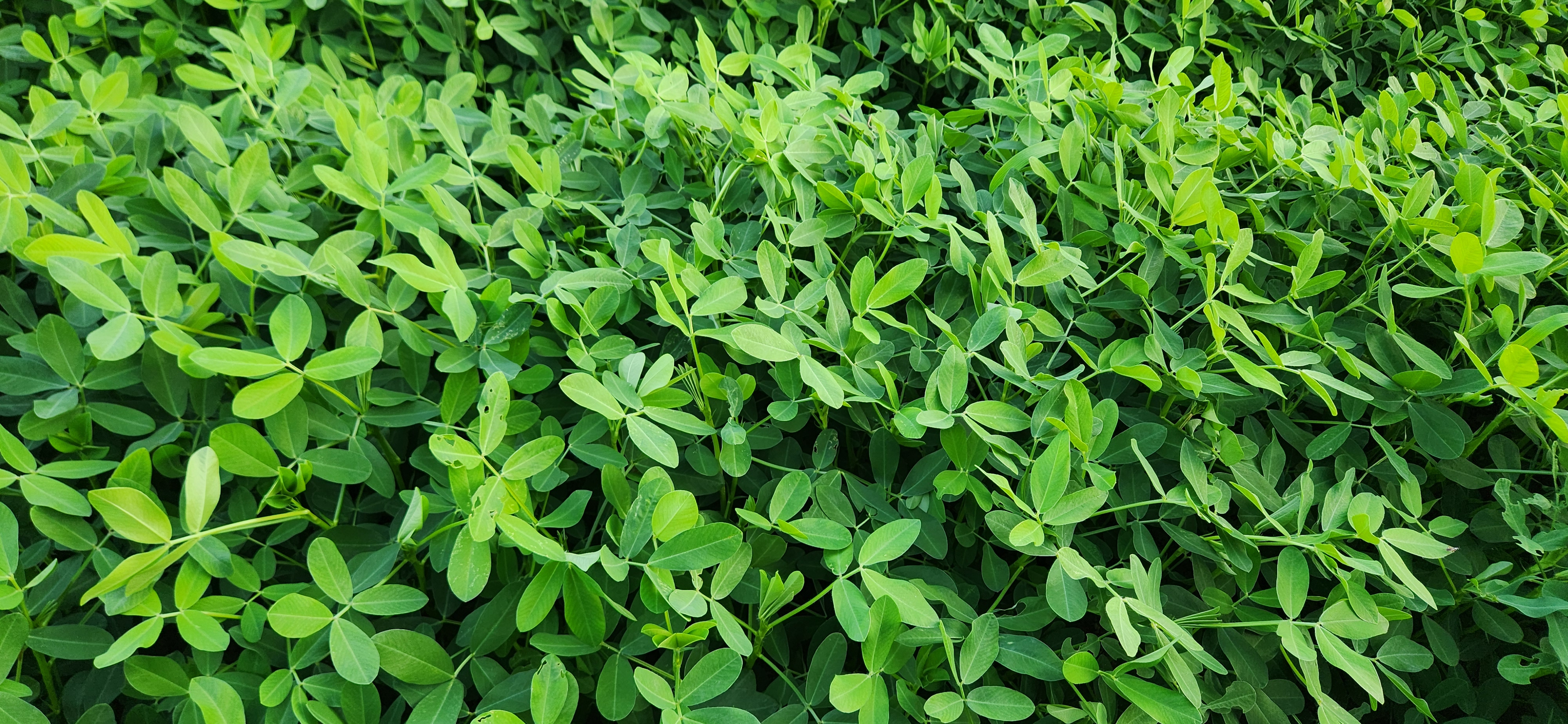 직접 촬영한 땅콩잎