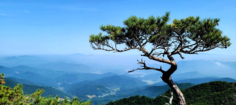 경북 성주군 가야산 북릉 12 멋짐 명품송을 배경으로 산그리메가 펼쳐진다