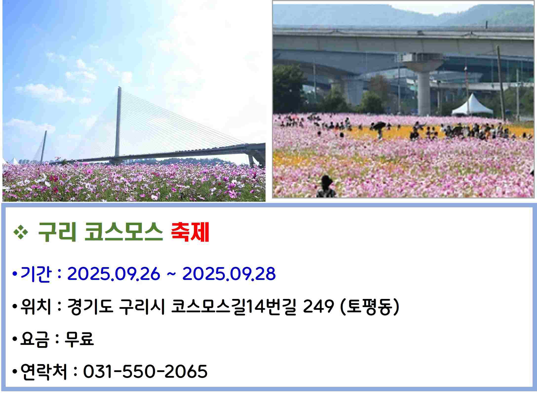 구리 코스모스 축제