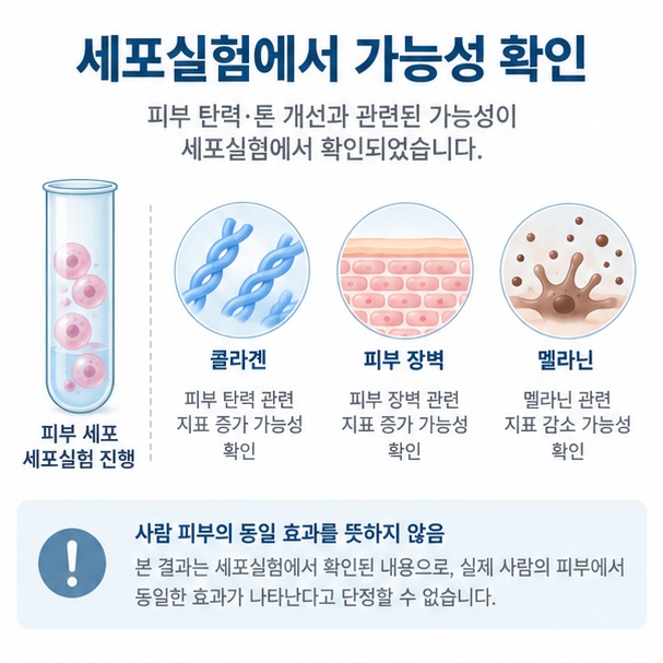 CLEPS 피부세포 연구 결과와 실제 사람 피부 효능을 구분해서 보여주는 이미지