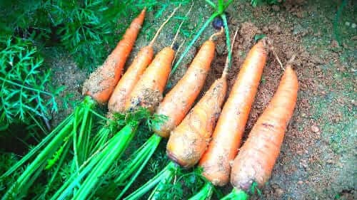 당근-효능-노화방지-암예방