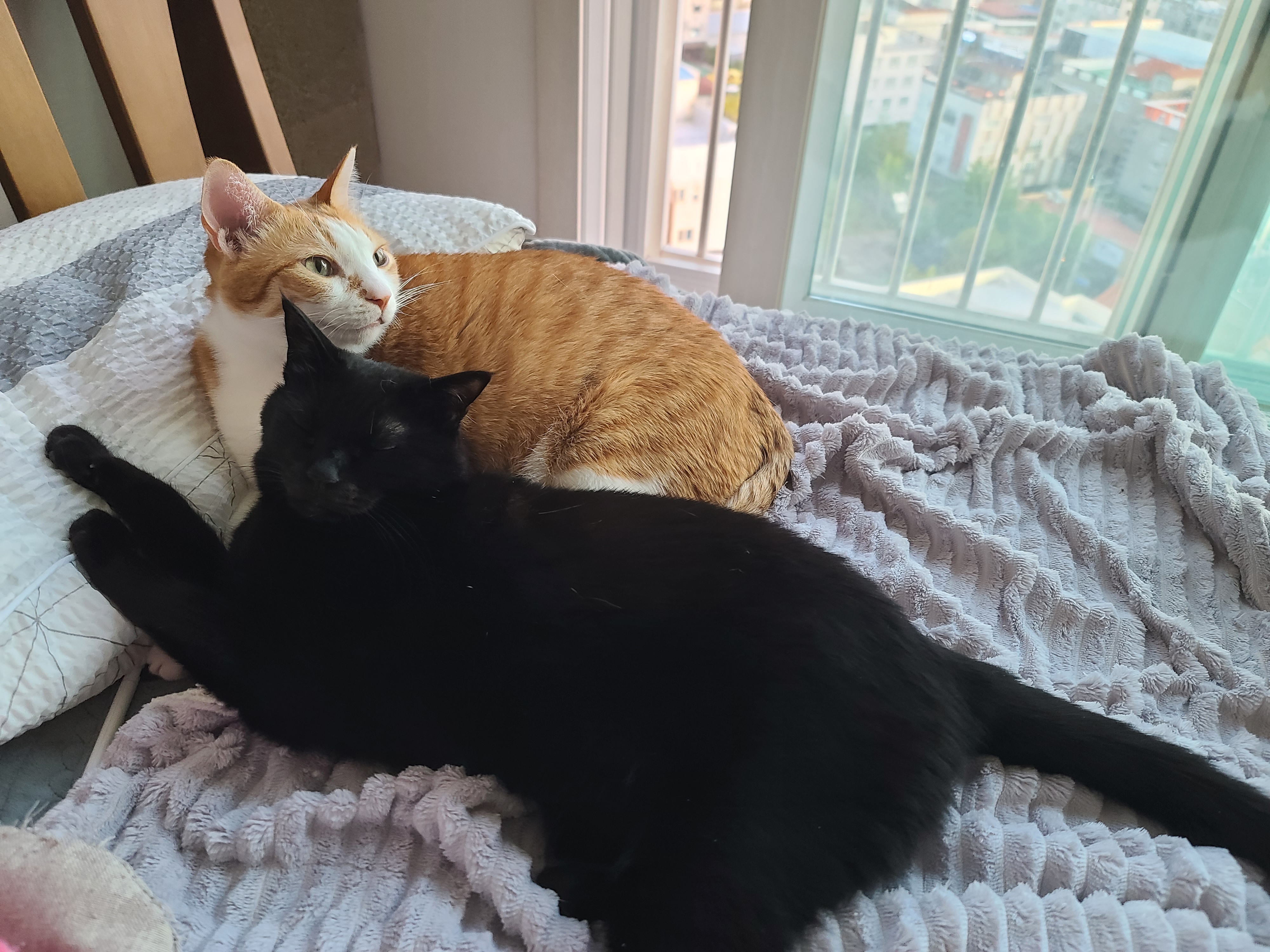 멋쟁이 고양이와 귀여운 고양이의 달달한 브로맨스